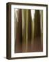 Usa, California. Three redwood tree trunks-Merrill Images-Framed Photographic Print