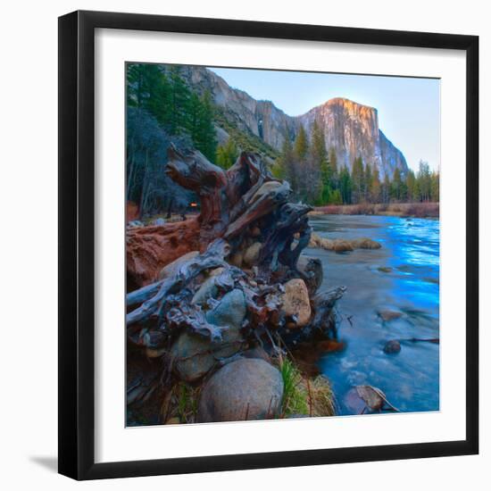 USA, California. Tree roots in Merced river in the Yosemite Valley.-Anna Miller-Framed Photographic Print