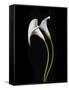 USA, California. Two calla lily flowers.-Jaynes Gallery-Framed Stretched Canvas