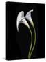 USA, California. Two calla lily flowers.-Jaynes Gallery-Stretched Canvas