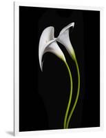 USA, California. Two calla lily flowers.-Jaynes Gallery-Framed Photographic Print