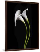 USA, California. Two calla lily flowers.-Jaynes Gallery-Framed Photographic Print