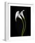 USA, California. Two calla lily flowers.-Jaynes Gallery-Framed Photographic Print