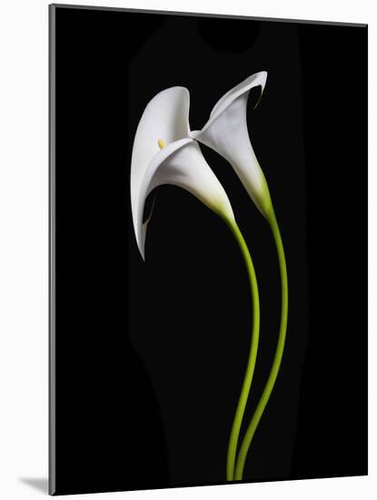 USA, California. Two calla lily flowers.-Jaynes Gallery-Mounted Photographic Print