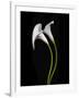 USA, California. Two calla lily flowers.-Jaynes Gallery-Framed Photographic Print