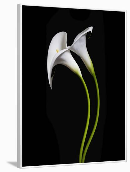 USA, California. Two calla lily flowers.-Jaynes Gallery-Framed Photographic Print