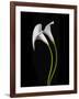 USA, California. Two calla lily flowers.-Jaynes Gallery-Framed Photographic Print