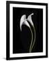 USA, California. Two calla lily flowers.-Jaynes Gallery-Framed Photographic Print