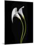 USA, California. Two calla lily flowers.-Jaynes Gallery-Mounted Photographic Print