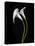 USA, California. Two calla lily flowers.-Jaynes Gallery-Stretched Canvas