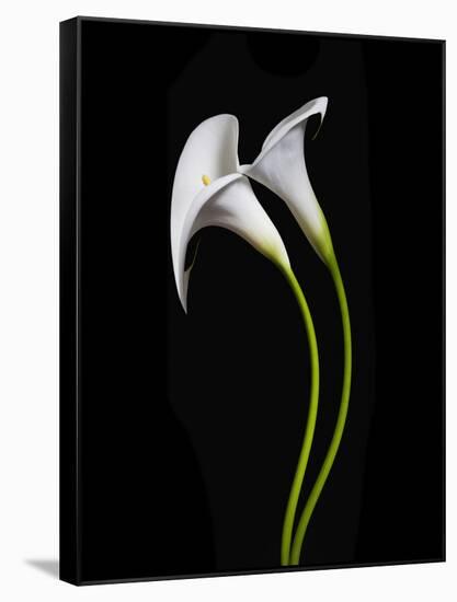 USA, California. Two calla lily flowers.-Jaynes Gallery-Framed Stretched Canvas