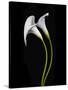 USA, California. Two calla lily flowers.-Jaynes Gallery-Stretched Canvas