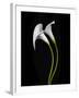 USA, California. Two calla lily flowers.-Jaynes Gallery-Framed Photographic Print