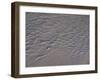 USA, California. Water patterns in wet beach sand.-Anna Miller-Framed Premium Photographic Print