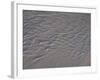 USA, California. Water patterns in wet beach sand.-Anna Miller-Framed Photographic Print