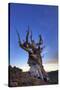 USA, California, White Mountains. Bristlecone pine tree at sunset.-Jaynes Gallery-Stretched Canvas