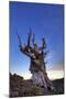 USA, California, White Mountains. Bristlecone pine tree at sunset.-Jaynes Gallery-Mounted Premium Photographic Print