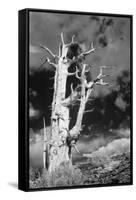 USA, California, White Mountains. Bristlecone pine tree in black and white.-Jaynes Gallery-Framed Stretched Canvas