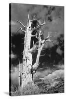 USA, California, White Mountains. Bristlecone pine tree in black and white.-Jaynes Gallery-Stretched Canvas