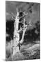 USA, California, White Mountains. Bristlecone pine tree in black and white.-Jaynes Gallery-Mounted Photographic Print