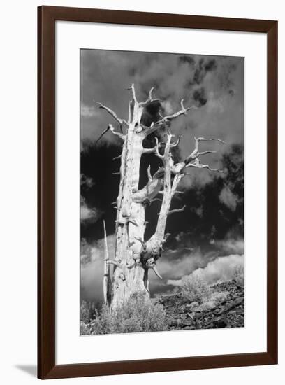 USA, California, White Mountains. Bristlecone pine tree in black and white.-Jaynes Gallery-Framed Premium Photographic Print