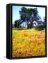 USA, California, Wildflowers Bloom after the 2003 Cedar Fire-Jaynes Gallery-Framed Stretched Canvas