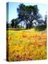 USA, California, Wildflowers Bloom after the 2003 Cedar Fire-Jaynes Gallery-Stretched Canvas