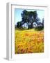 USA, California, Wildflowers Bloom after the 2003 Cedar Fire-Jaynes Gallery-Framed Photographic Print