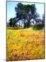 USA, California, Wildflowers Bloom after the 2003 Cedar Fire-Jaynes Gallery-Mounted Photographic Print