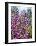 USA, California. Wildflowers-Jaynes Gallery-Framed Photographic Print