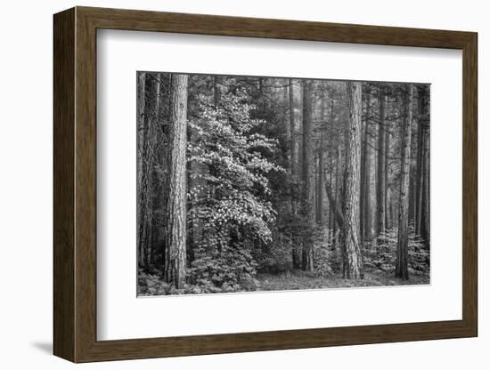 USA, California, Yosemite, Dogwoods-John Ford-Framed Photographic Print