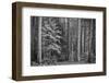 USA, California, Yosemite, Dogwoods-John Ford-Framed Photographic Print