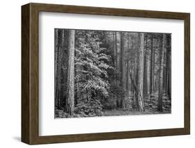 USA, California, Yosemite, Dogwoods-John Ford-Framed Photographic Print