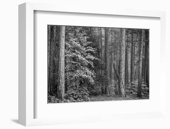 USA, California, Yosemite, Dogwoods-John Ford-Framed Photographic Print