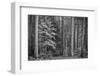 USA, California, Yosemite, Dogwoods-John Ford-Framed Photographic Print