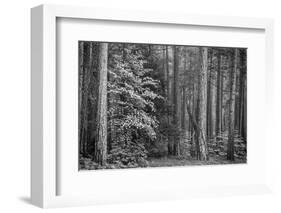 USA, California, Yosemite, Dogwoods-John Ford-Framed Photographic Print