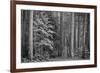USA, California, Yosemite, Dogwoods-John Ford-Framed Photographic Print
