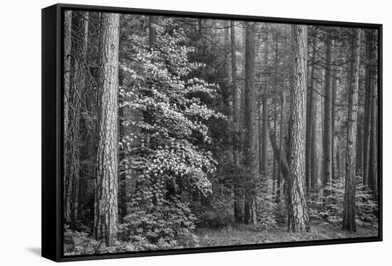 USA, California, Yosemite, Dogwoods-John Ford-Framed Stretched Canvas