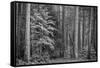 USA, California, Yosemite, Dogwoods-John Ford-Framed Stretched Canvas