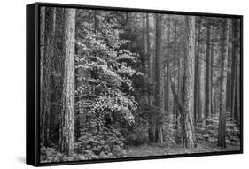 USA, California, Yosemite, Dogwoods-John Ford-Framed Stretched Canvas