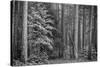 USA, California, Yosemite, Dogwoods-John Ford-Stretched Canvas