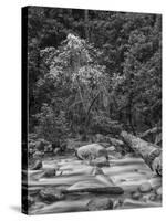 USA, California, Yosemite, Happy Isles-John Ford-Stretched Canvas