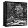 USA, California, Yosemite, Happy Isles-John Ford-Framed Stretched Canvas