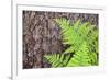 USA, California, Yosemite National Park. fern leaves against a pine tree trunk.-Jaynes Gallery-Framed Photographic Print