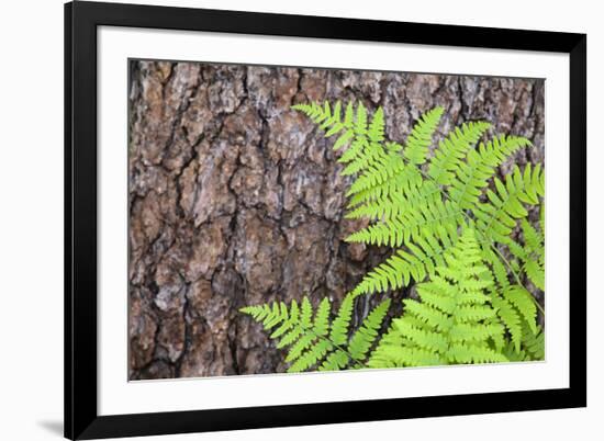 USA, California, Yosemite National Park. fern leaves against a pine tree trunk.-Jaynes Gallery-Framed Photographic Print
