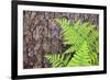 USA, California, Yosemite National Park. fern leaves against a pine tree trunk.-Jaynes Gallery-Framed Photographic Print