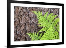 USA, California, Yosemite National Park. fern leaves against a pine tree trunk.-Jaynes Gallery-Framed Photographic Print