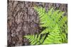 USA, California, Yosemite National Park. fern leaves against a pine tree trunk.-Jaynes Gallery-Mounted Photographic Print