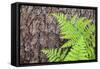 USA, California, Yosemite National Park. fern leaves against a pine tree trunk.-Jaynes Gallery-Framed Stretched Canvas