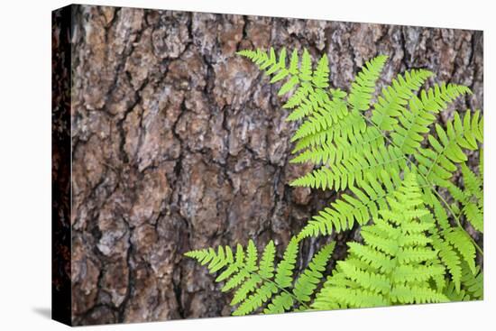 USA, California, Yosemite National Park. fern leaves against a pine tree trunk.-Jaynes Gallery-Stretched Canvas